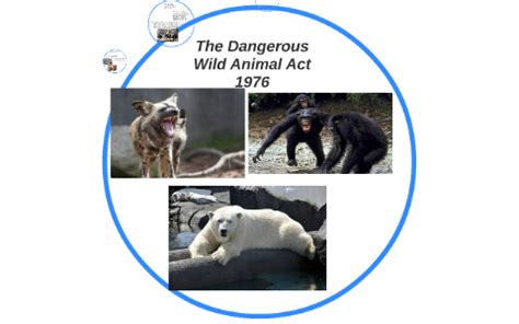 dwdaw|what is the dangerous animal act.